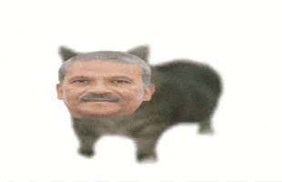 Asif Cat GIF