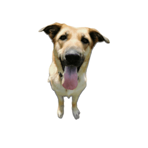 Save Our Scruff Sticker