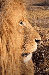 Lion GIF