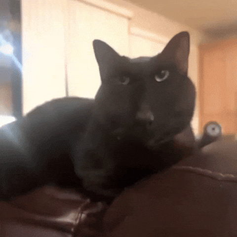 Cat Staring GIF