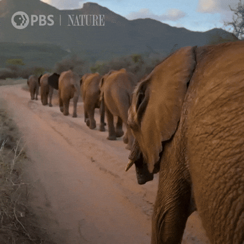 Africa Explore GIF by Nature on PBS