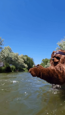 Jazz Bear GIF