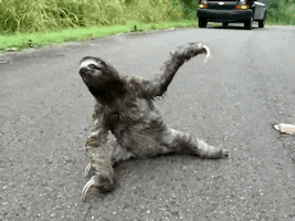 roll over three toed sloth GIF