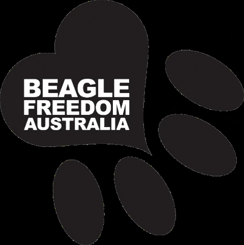 BeagleFreedomAustralia love heart dog beagle GIF