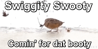 Swiggity meme gif