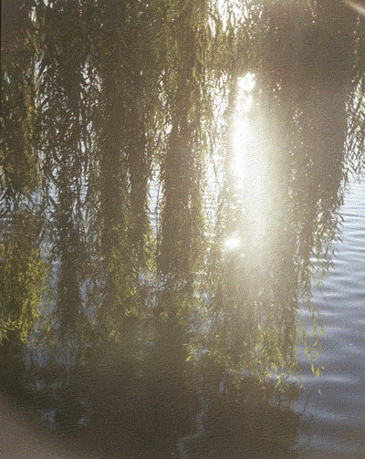 willow tree on water