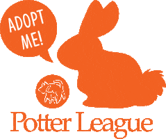 Adopt Take Me Home Sticker by Potter League