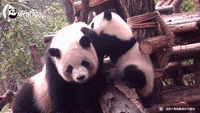 Jujutsu Kaisen Panda Gifs Get The Best Gif On Giphy
