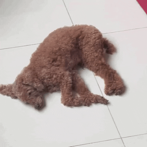 Dog GIF