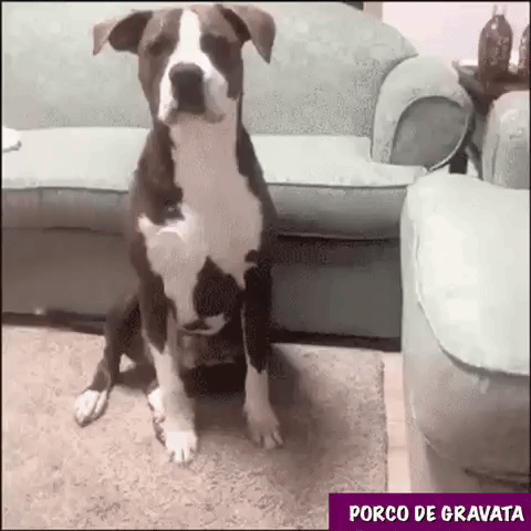 porcodegravata  GIF