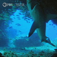 World Oceans Day Gifs Get The Best Gif On Giphy World Oceans Day Gifs Get The Best Gif On Giphy