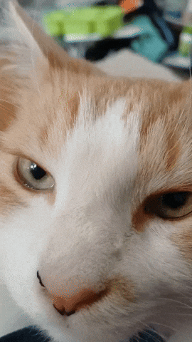 Cat GIF