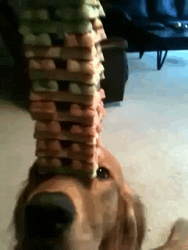 Dog Balance GIF - Find & Share on GIPHY