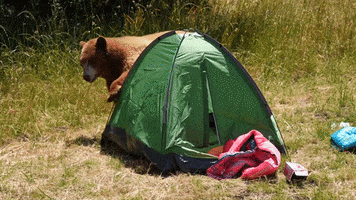 Bear Camping GIF by Oakland Zoo