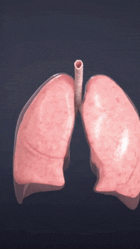 medicina-realidadevirtual-pulmo-yJXgJYftELkt18sR7A