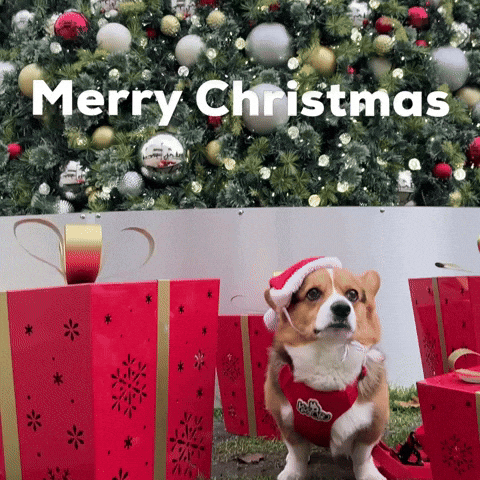 Merry Christmas Dog GIF