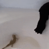 200.gif?cid=fc005b0811cf9e29b548cfbffc351a9856a9629db3d6d6db&rid=200.gif&ct=g