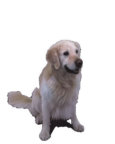 [fotzn'spanglerei] Sticker