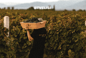 rtvelisi GIF