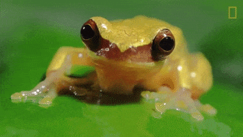 frog GIF by Nat Geo Wild