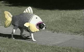 Video gif. A small dog wearing a silver and yellow fish costume runs down the sidewalk.
