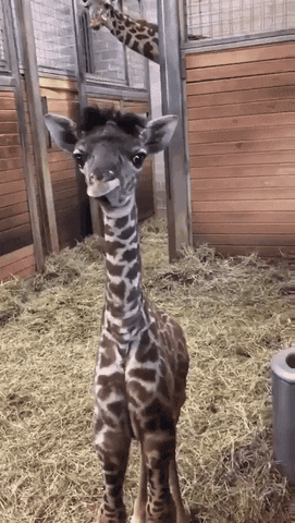 Wildlife gif. A baby giraffe with big eyes and a tuft of fluffy hair on top of their head delicately flops their little tongue out.