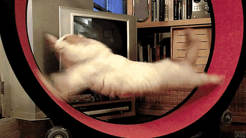 Hamster Wheel For Cats GIFs - Get the best GIF on GIPHY