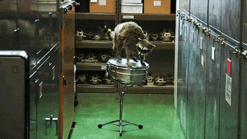 raccoon the brain scoop emily graslie drum roll brain scoop
