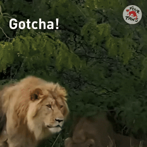 Lion GIF by FOUR PAWS