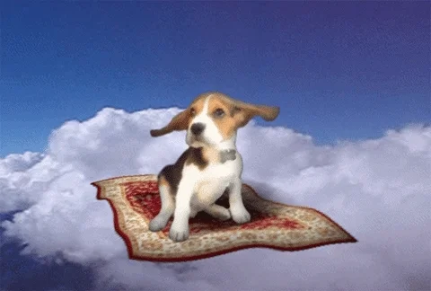 Flying Dog GIF