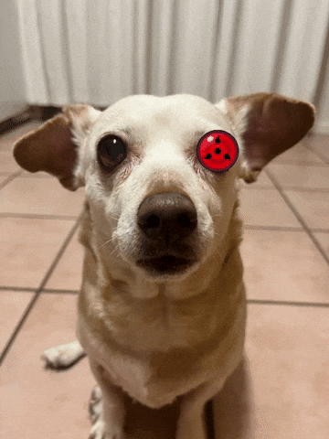 Dog GIF