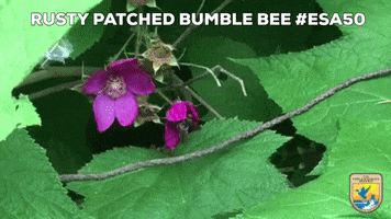 Flower Eating GIF by U.S. Fish and Wildlife Service