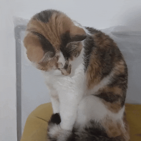 Cute Cat GIF