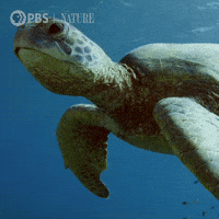 Oceans Day Gifs Get The Best Gif On Giphy Oceans Day Gifs Get The Best Gif On Giphy