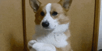 200w.gif