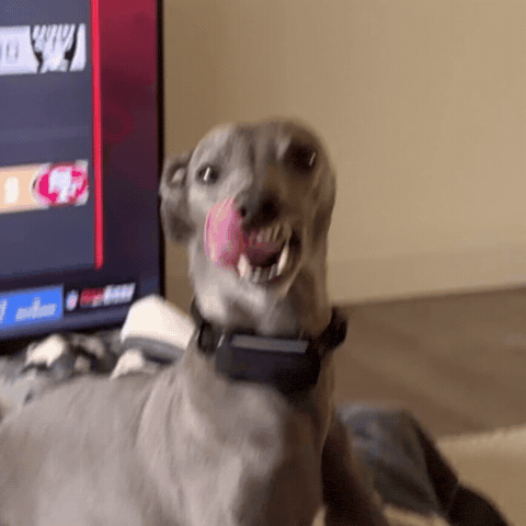 Italian Greyhounds Dog GIF