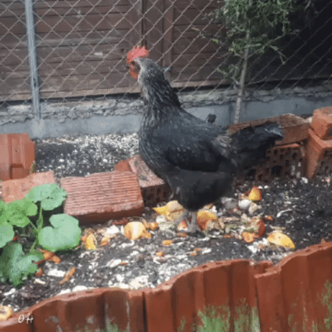 Chicken Hin Und Her GIF