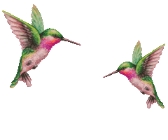 Coffee Vogel Sticker by Gala von Eduscho