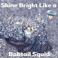 shine bright bobtail squid GIF by OctoNation