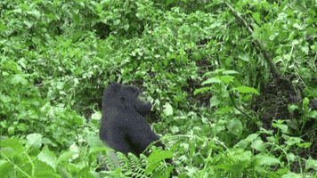Territori GIF
