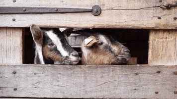 Indiana Goats GIF by Conner Prairie