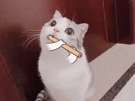 Cat GIF