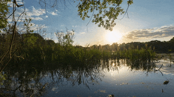 Summer Sun GIF by University of Florida