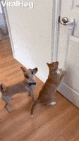 Último post gana, competencia extrema! - Página 5 200.gif?cid=7d74ad2ebgyvptnkdlh4i9zpuqn6rw2hz2cvxycix8isw7p0&rid=200