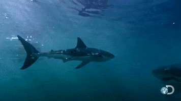 shark week swimming GIF by Discovery Europe