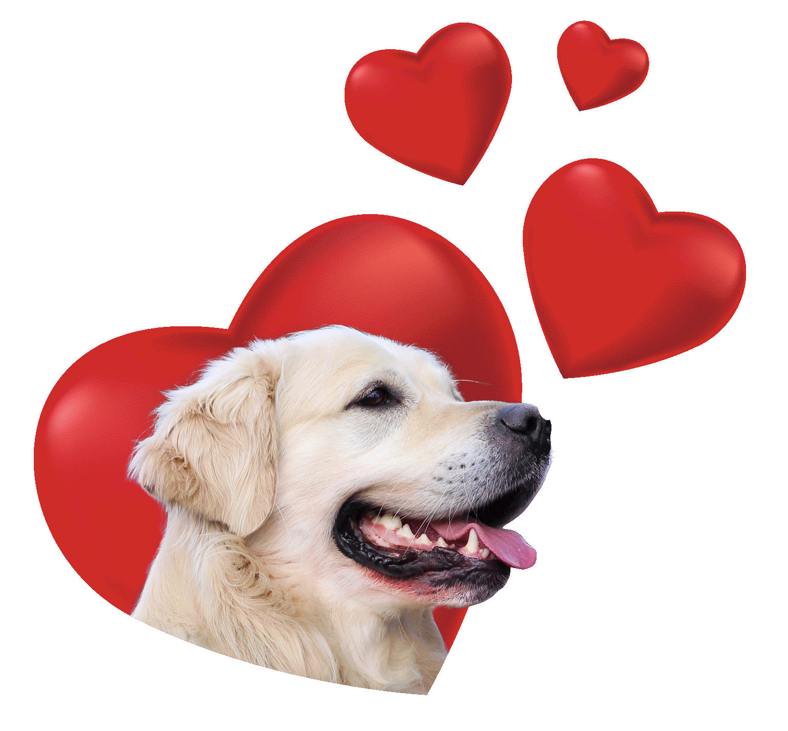 Dog Heart Sticker by Tales&Tails for iOS & Android | GIPHY