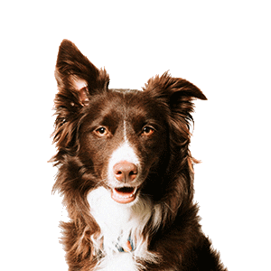 Dog Mika Sticker by microsoft