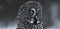 david attenborough owl GIF