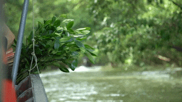 Mangrove Planting GIF by RootTheFuture