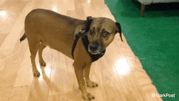 dog love GIF by The BarkPost 